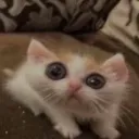 khris_cat