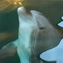 tursiopstobie
