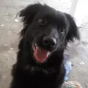 marceloroberto