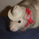 wonkybuddy