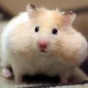 hamboi.