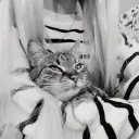 falsies