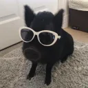 imsoverified