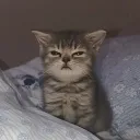 sirelj