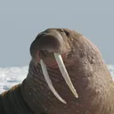 majestic__walrus9856
