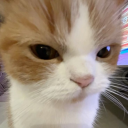 avatar 〆 채채썰기