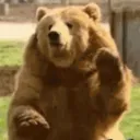 beargye
