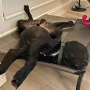 mariuslenk