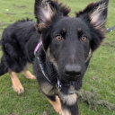 avatar 𝓴𝓲𝓽𝓾𝓷𝓪𝓼 ˚.🐴༘⋆