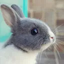 usagi_1124