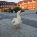 karolczak223