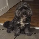 theboss0