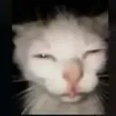 .kibik