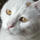 blancato_x