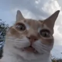 berkoo.