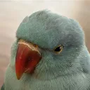 agarilmao