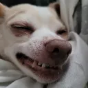 carirona