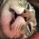 cringe_cat