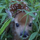 avatar 𑣲┆aly ! ˚.⋆ֹ