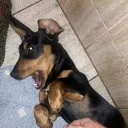 doggex
