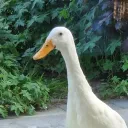 thebuildingduck