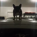 alpha_aerospace