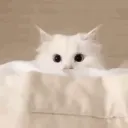 zgxnek