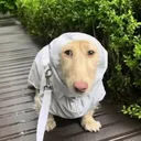 officiallemon