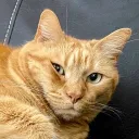orangetabby