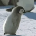 hekthepenguin
