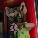 rea_vulpes
