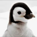 penguinn_22 avatar