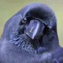 roooooku66