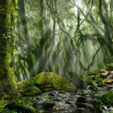 mandragora7423