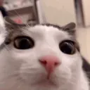 gluckism avatar