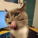 _malgo