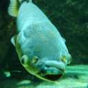 avatar ᴚɐlʞoɹso