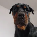 pelekeke avatar