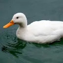unknownduck025