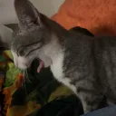 cathecita