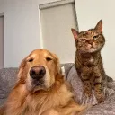thegoldenretriever19