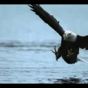 asphalteagle
