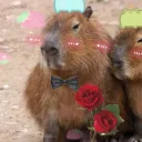 nathanthecapybara