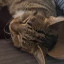 miaisrlycool