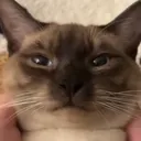 liciousin