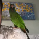 manzi3