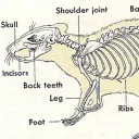 ratsobscurities