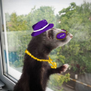 avatar ferrari_ferret764