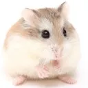 hamster63