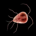 giardianod